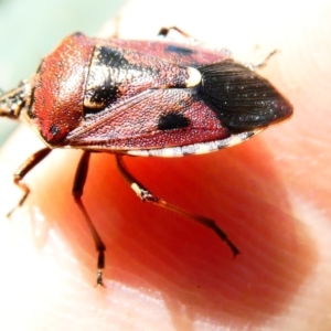 Cermatulus nasalis at Emu Creek - 23 Dec 2023