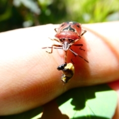 Cermatulus nasalis at Emu Creek - 23 Dec 2023