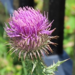 Onopordum acanthium (Scotch Thistle) at Symonston, ACT - 23 Dec 2023 by RodDeb