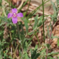 Epilobium billardiereanum subsp. cinereum (Variable Willow-herb) at Symonston, ACT - 23 Dec 2023 by RodDeb