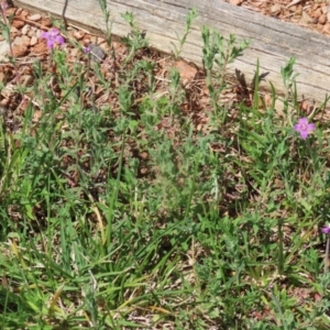 Epilobium billardiereanum subsp. cinereum at Symonston, ACT - 23 Dec 2023