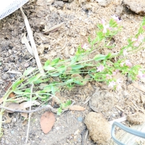 Centaurium sp. at Flea Bog Flat to Emu Creek Corridor - 23 Dec 2023 03:33 PM