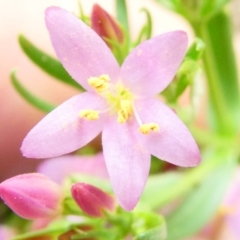 Centaurium sp. at Flea Bog Flat to Emu Creek Corridor - 23 Dec 2023 03:33 PM