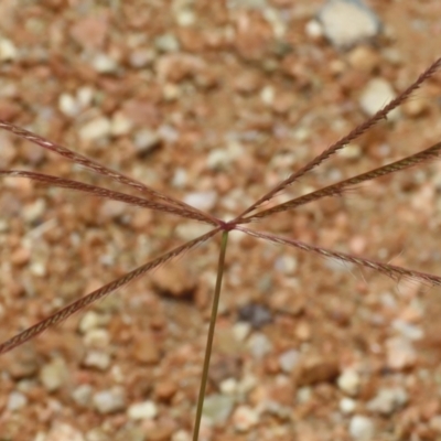 Chloris truncata (Windmill Grass) at Symonston, ACT - 23 Dec 2023 by RodDeb