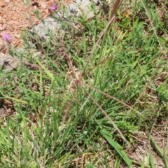 Chloris truncata at Symonston, ACT - 23 Dec 2023