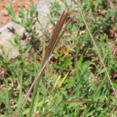 Chloris truncata at Symonston, ACT - 23 Dec 2023