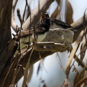 Rhipidura leucophrys at Symonston, ACT - 23 Dec 2023 12:19 PM