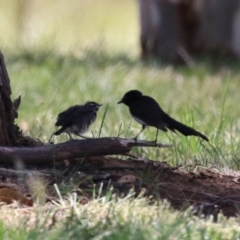 Rhipidura leucophrys at Symonston, ACT - 23 Dec 2023