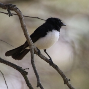 Rhipidura leucophrys at Symonston, ACT - 23 Dec 2023