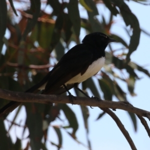 Rhipidura leucophrys at Symonston, ACT - 23 Dec 2023