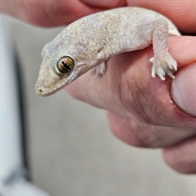 Hemidactylus frenatus at Evans Head, NSW - 23 Dec 2023 by AaronClausen