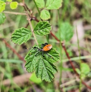 Coreidae (family) at Tidbinbilla Nature Reserve - 21 Dec 2023