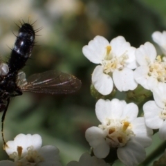 Sumpigaster sp. (genus) (A bristle fly) at Murrumbateman, NSW - 23 Dec 2023 by SimoneC