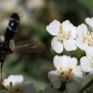 Sumpigaster sp. (genus) at Murrumbateman, NSW - 23 Dec 2023