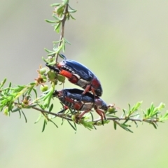 Repsimus manicatus manicatus (Black nail beetle) at Bargo, NSW - 22 Dec 2023 by Freebird