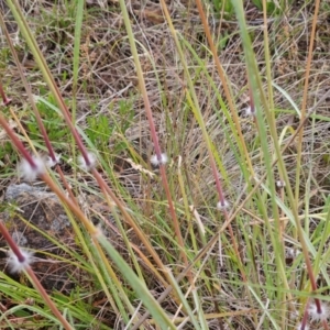 Sorghum leiocladum at The Pinnacle - 23 Dec 2023