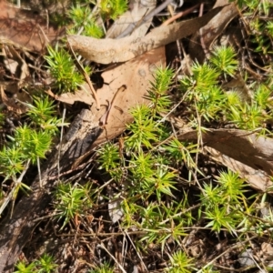 Acrotriche serrulata at The Pinnacle - 23 Dec 2023 09:28 AM