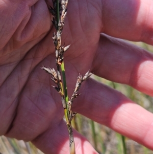 Lepidosperma laterale at The Pinnacle - 23 Dec 2023