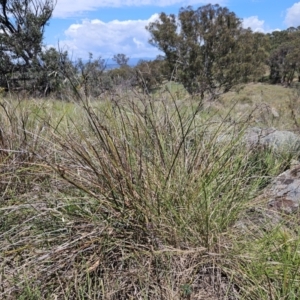 Lepidosperma laterale at The Pinnacle - 23 Dec 2023