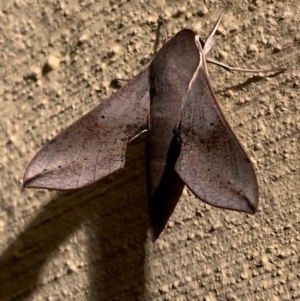 Hippotion scrofa at Nanima, NSW - 23 Dec 2023