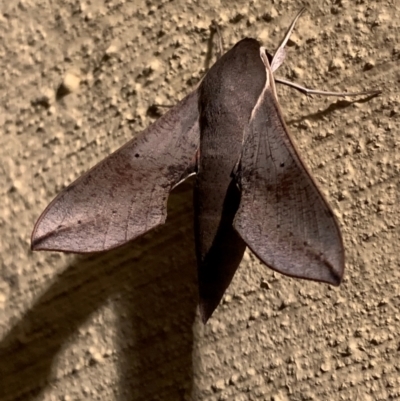 Hippotion scrofa (Coprosma Hawk Moth) at Nanima, NSW - 23 Dec 2023 by 81mv