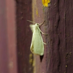Tipanaea patulella (A Crambid moth) at Captains Flat, NSW - 23 Dec 2023 by Csteele4