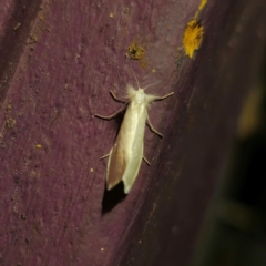 Tipanaea patulella at QPRC LGA - suppressed