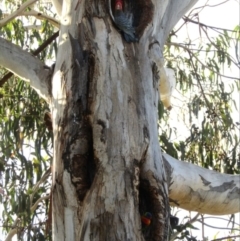 Callocephalon fimbriatum (Gang-gang Cockatoo) at Red Hill, ACT - 17 Oct 2023 by Marie24