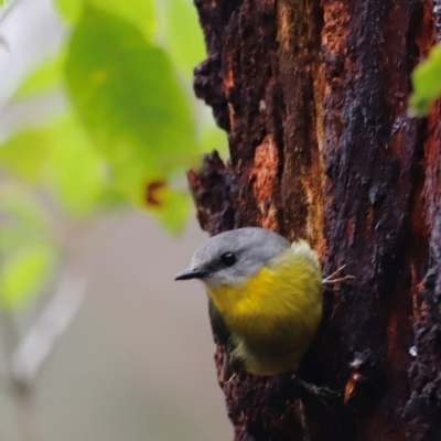 Eopsaltria australis (Eastern Yellow Robin) at Green Cape, NSW - 19 Dec 2023 by JimL
