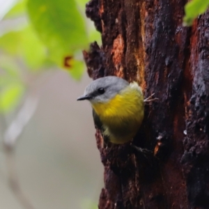 Eopsaltria australis at Beowa National Park - 20 Dec 2023 10:10 AM