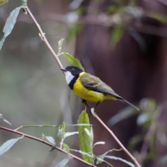 Pachycephala pectoralis (Golden Whistler) at Ben Boyd National Park - 19 Dec 2023 by JimL