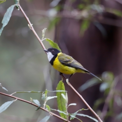 Pachycephala pectoralis (Golden Whistler) at Green Cape, NSW - 19 Dec 2023 by JimL