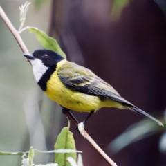 Pachycephala pectoralis at Ben Boyd National Park - 20 Dec 2023