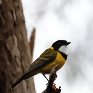 Pachycephala pectoralis at Beowa National Park - 20 Dec 2023 10:16 AM