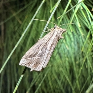 Lophotoma diagrapha at Corroboree Park - 15 Dec 2023