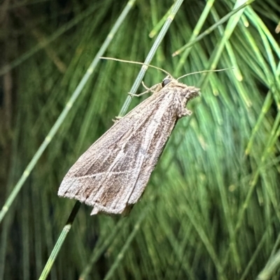 Lophotoma diagrapha (Double-line Snout Moth) at Ainslie, ACT - 15 Dec 2023 by Pirom
