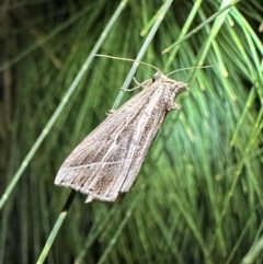 Lophotoma diagrapha (Double-line Snout Moth) at Corroboree Park - 15 Dec 2023 by Pirom