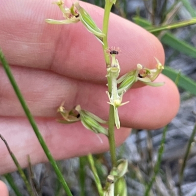 Arthrochilus prolixus (Wispy Elbow Orchid) at Brunswick Heads, NSW - 23 Dec 2023 by RachelDun