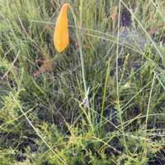 Blandfordia grandiflora (Christmas Bells) at Wallum - 23 Dec 2023 by RachelDun