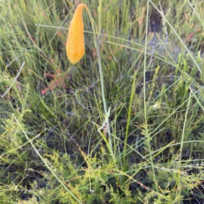 Blandfordia grandiflora (Christmas Bells) at Wallum - 23 Dec 2023 by RachelDun