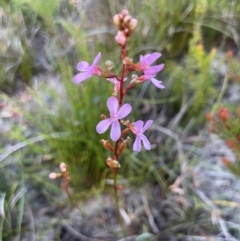 Stylidium sp. (Trigger Plant) at Brunswick Heads, NSW - 23 Dec 2023 by RachelDun