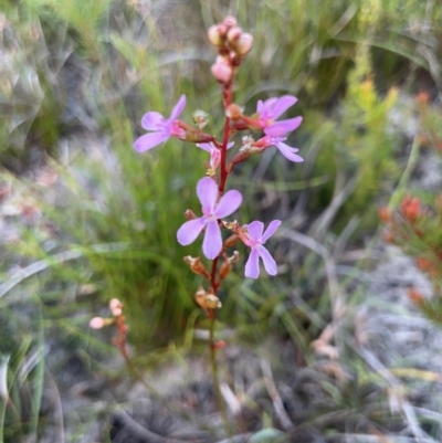 Stylidium sp. (Trigger Plant) at Wallum - 23 Dec 2023 by RachelDun