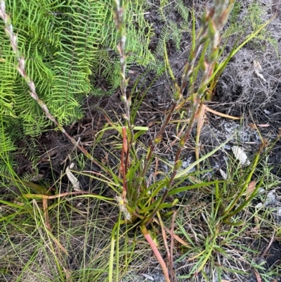 Philydrum lanuginosum (Frogsmouth) at Brunswick Heads, NSW - 23 Dec 2023 by RachelDun