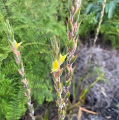 Philydrum lanuginosum at Wallum - 23 Dec 2023