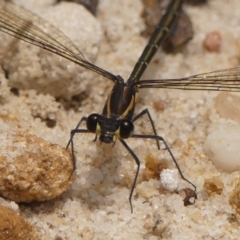 Austroargiolestes icteromelas (Common Flatwing) at Wingecarribee Local Government Area - 22 Dec 2023 by Curiosity