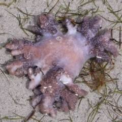 Unidentified Anemone, Jellyfish or Comb Jelly (Cnidaria, Ctenophora) at Wellington Point, QLD - 20 Dec 2023 by TimL