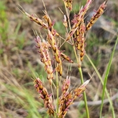 Sorghum leiocladum (Wild Sorghum) at The Pinnacle - 23 Dec 2023 by sangio7