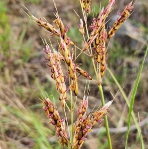 Sorghum leiocladum at The Pinnacle - 23 Dec 2023