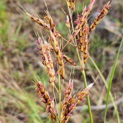 Sorghum leiocladum (Wild Sorghum) at The Pinnacle - 23 Dec 2023 by sangio7