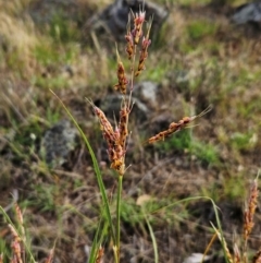 Sorghum leiocladum at The Pinnacle - 23 Dec 2023